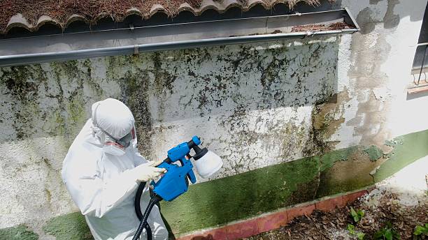 Top rated local Attic Mold Remediation specialists in Issue, MD